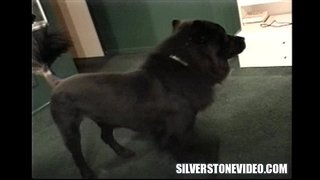 Nancy Vee Strapon Alex Dane Hui -